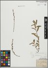 Foto von Salix repens subsp. incubacea (L.) A. Neumann